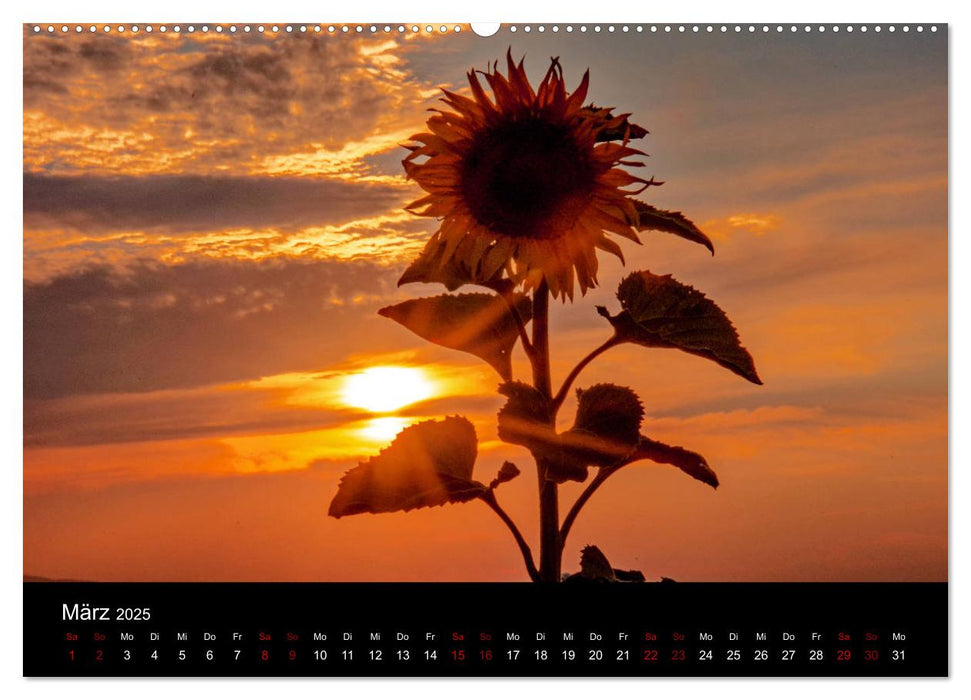 Blumen der Sonne (CALVENDO Premium Wandkalender 2025)