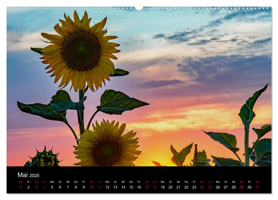 Blumen der Sonne (CALVENDO Premium Wandkalender 2025)