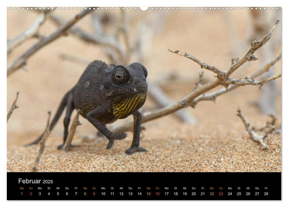 Namibia - einzigartige Tierwelt (CALVENDO Wandkalender 2025)