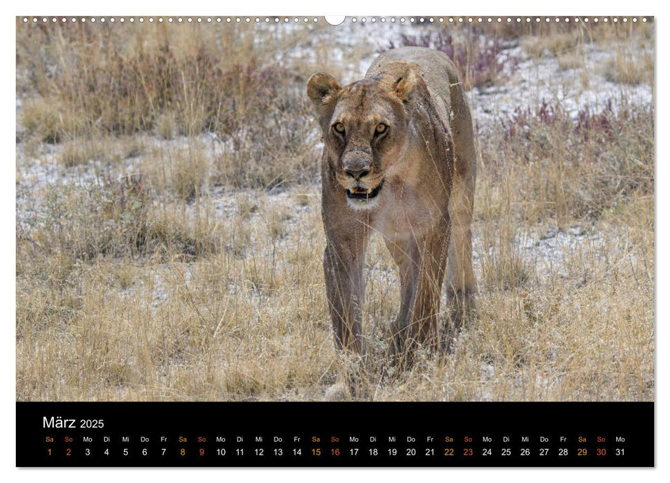 Namibia - einzigartige Tierwelt (CALVENDO Wandkalender 2025)