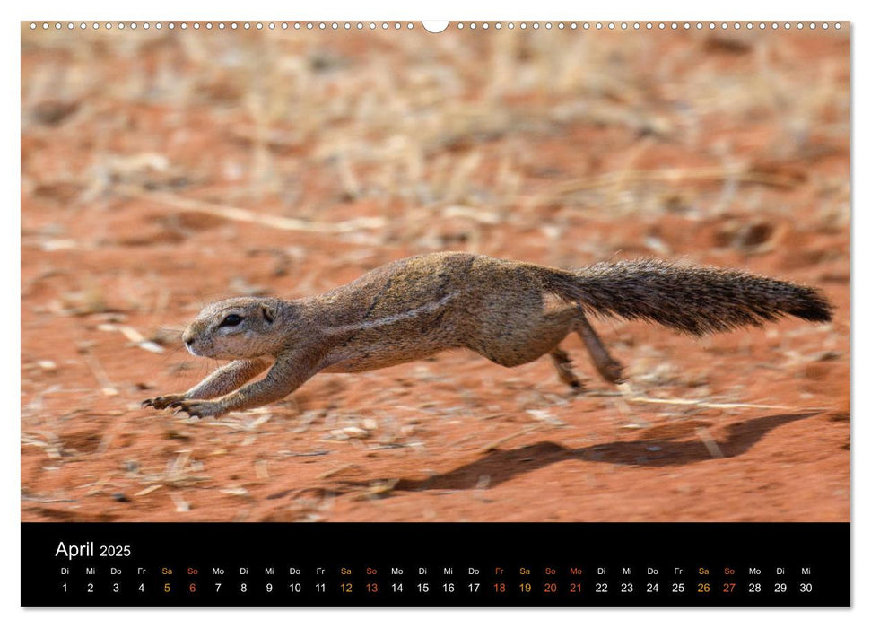 Namibia - einzigartige Tierwelt (CALVENDO Wandkalender 2025)