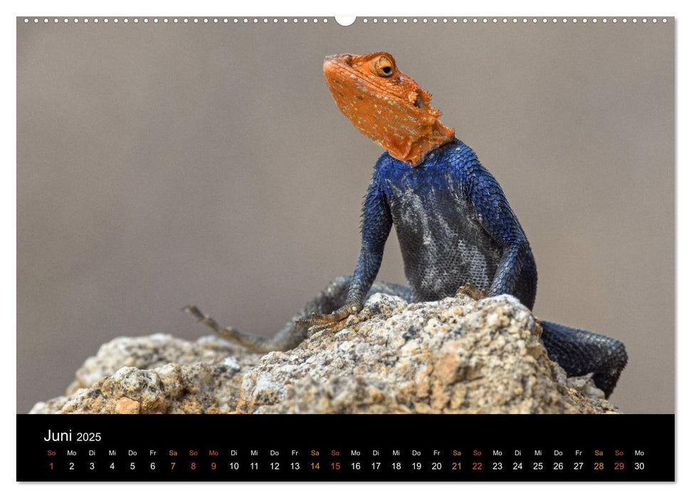 Namibia - einzigartige Tierwelt (CALVENDO Wandkalender 2025)