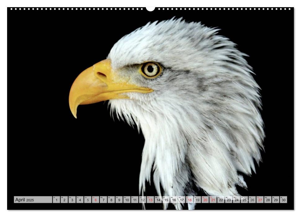 Der Weißkopfseeadler - Das Wappentier der USA (CALVENDO Wandkalender 2025)