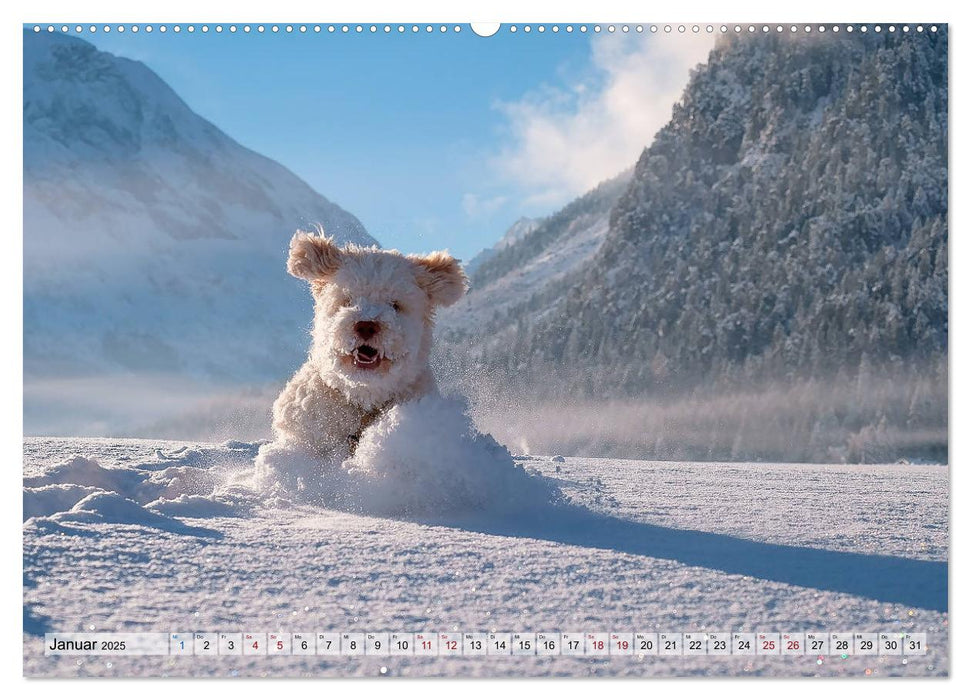 Lagotto Romagnolo in den Alpen 2025 (CALVENDO Premium Wandkalender 2025)