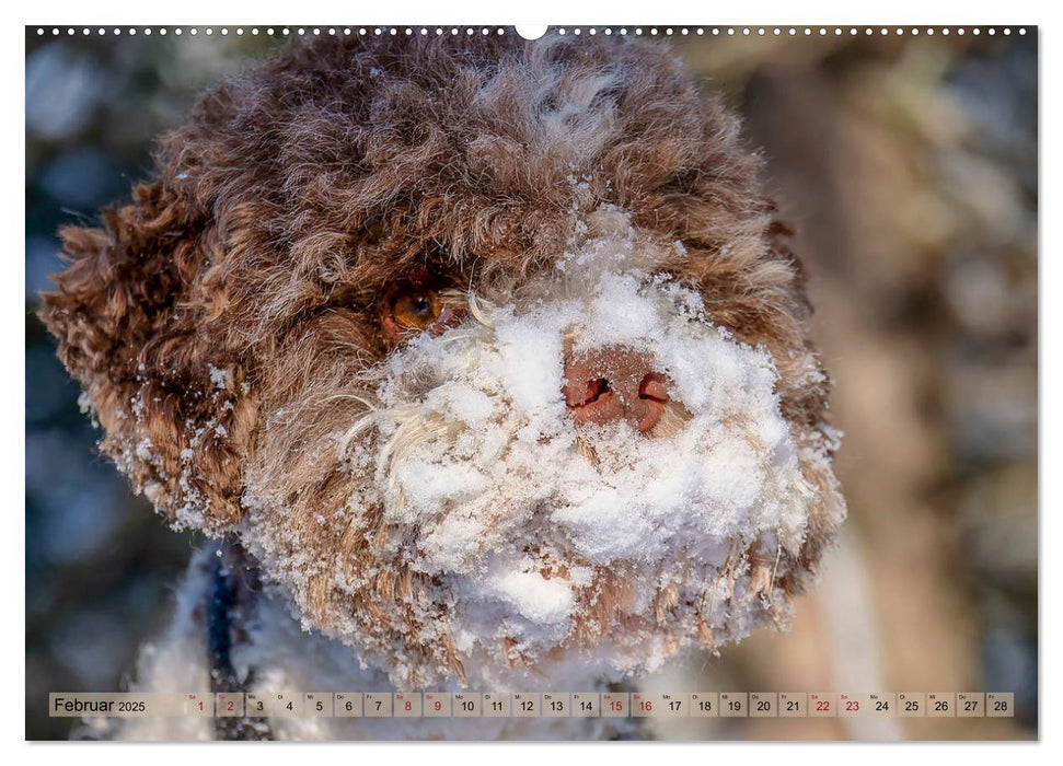 Lagotto Romagnolo in den Alpen 2025 (CALVENDO Premium Wandkalender 2025)