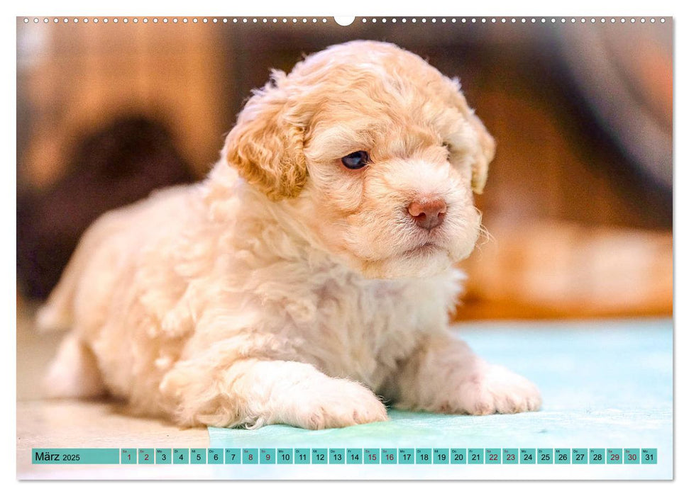 Lagotto Romagnolo in den Alpen 2025 (CALVENDO Premium Wandkalender 2025)