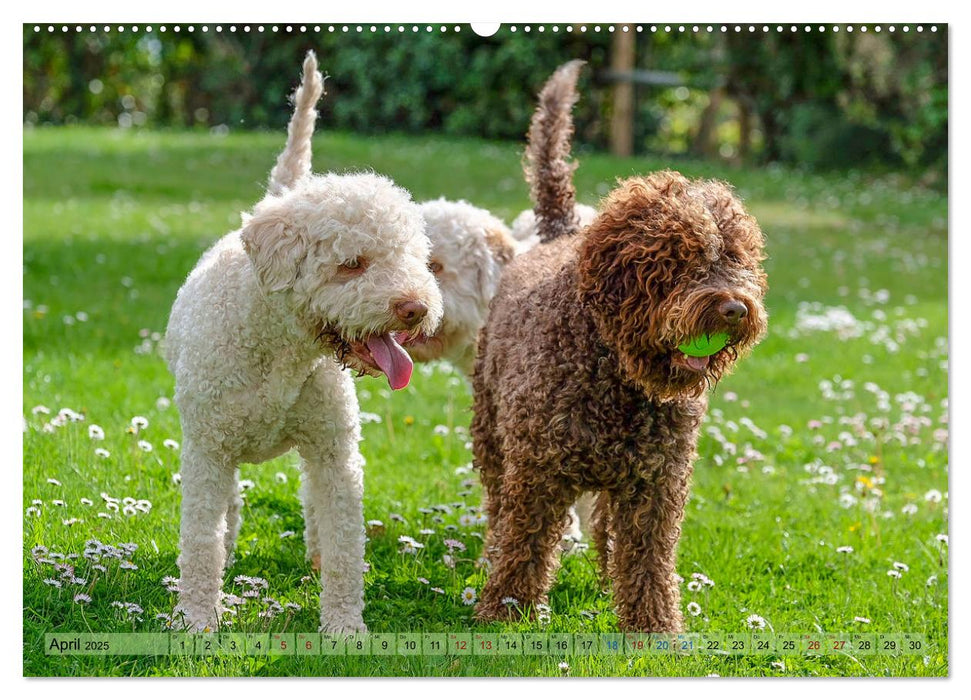 Lagotto Romagnolo in den Alpen 2025 (CALVENDO Premium Wandkalender 2025)