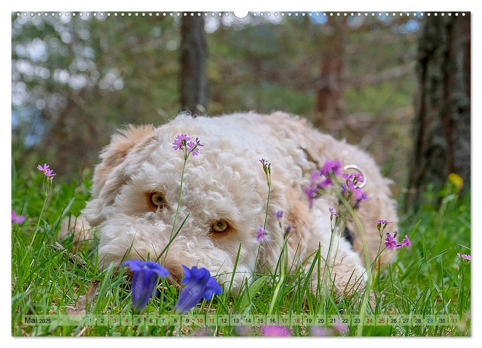 Lagotto Romagnolo in den Alpen 2025 (CALVENDO Premium Wandkalender 2025)