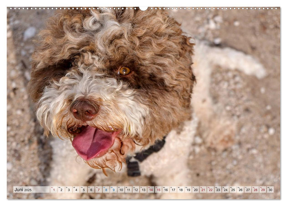 Lagotto Romagnolo in den Alpen 2025 (CALVENDO Premium Wandkalender 2025)