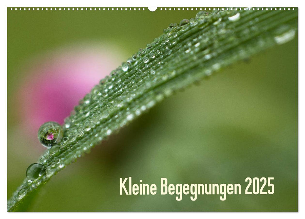 Kleine Begegnungen (CALVENDO Wandkalender 2025)