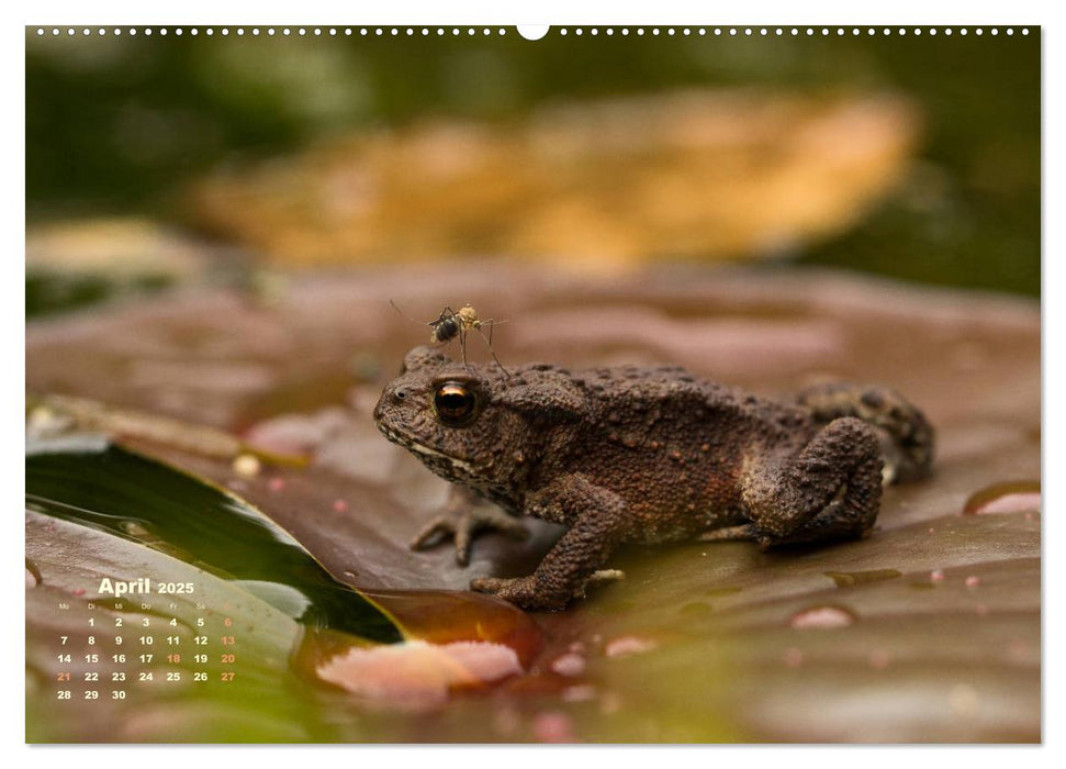 Kleine Begegnungen (CALVENDO Wandkalender 2025)