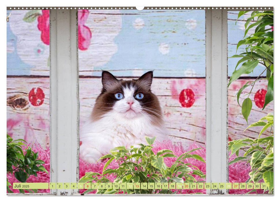 Samtpfoten Momente mit Shabby Chic & Vintage Flair (CALVENDO Premium Wandkalender 2025)