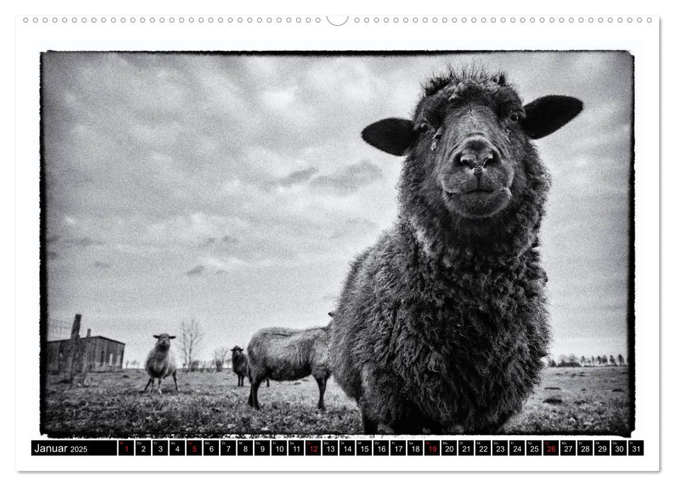 sheep world (CALVENDO Premium Wandkalender 2025)