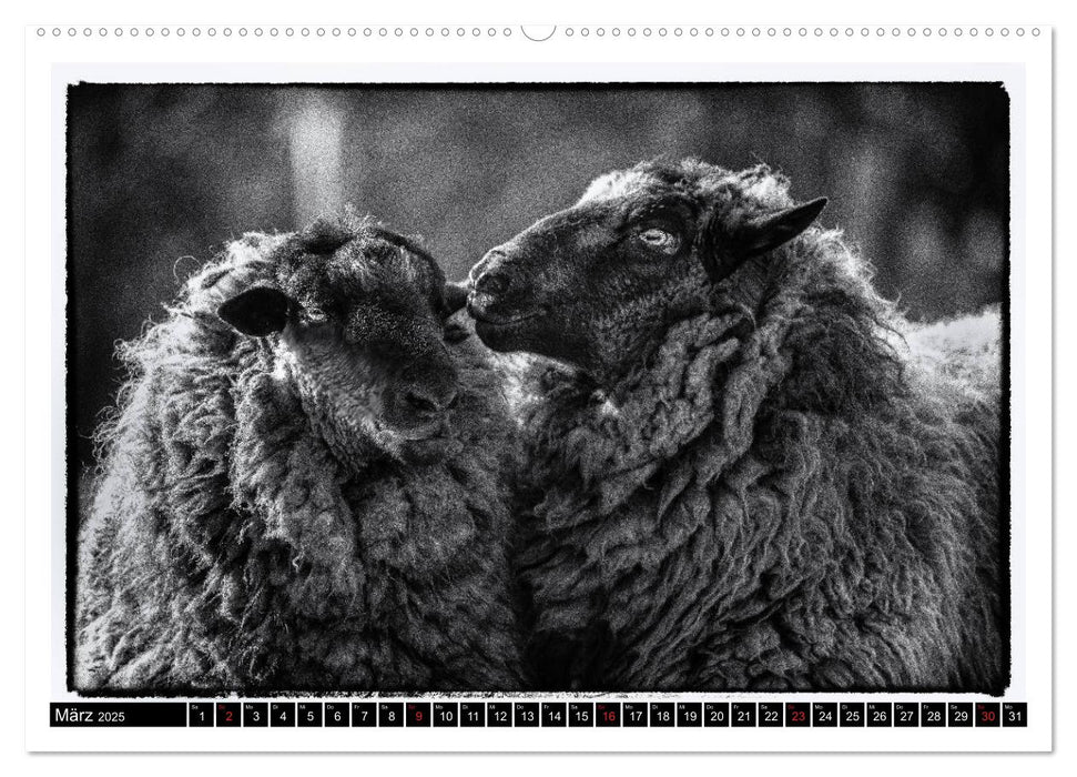 sheep world (CALVENDO Premium Wandkalender 2025)