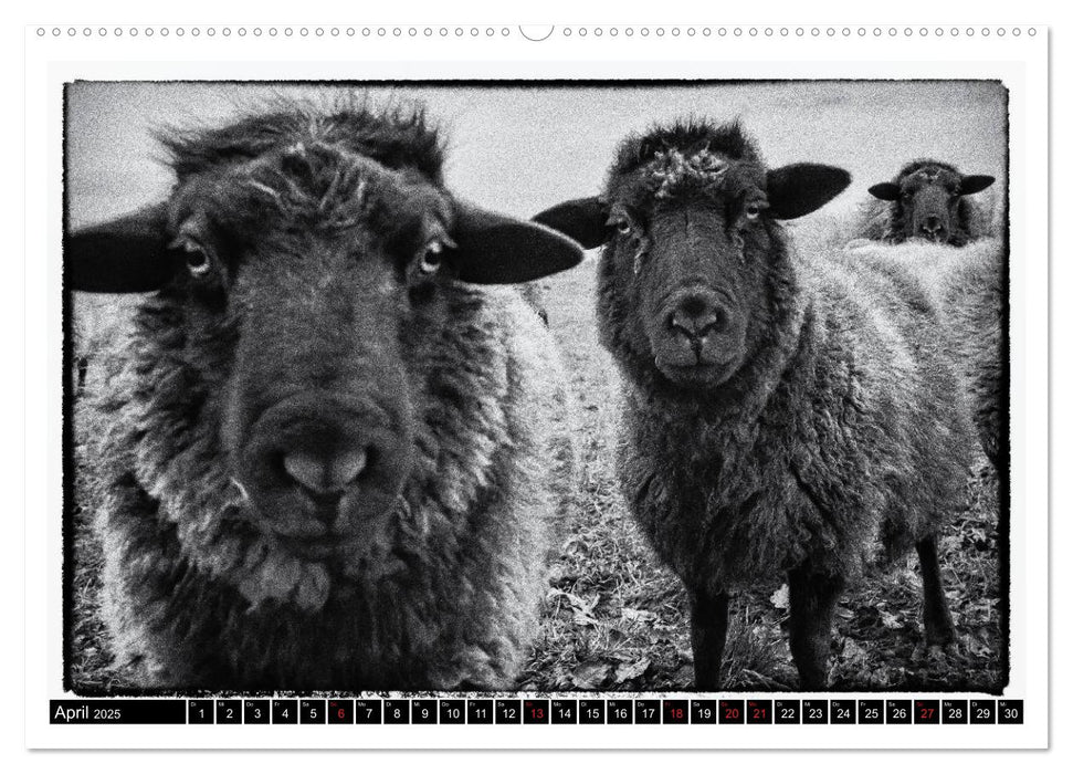 sheep world (CALVENDO Premium Wandkalender 2025)