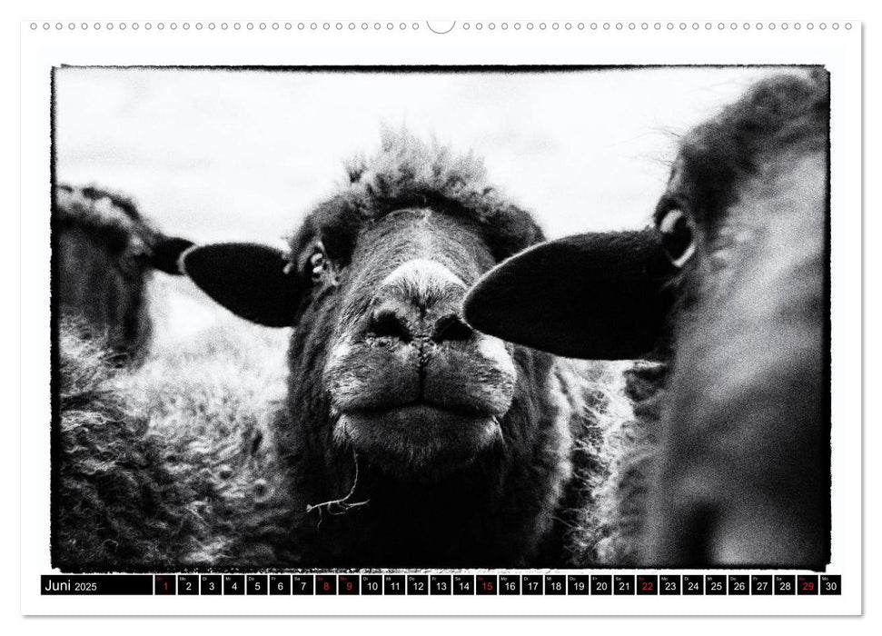 sheep world (CALVENDO Premium Wandkalender 2025)