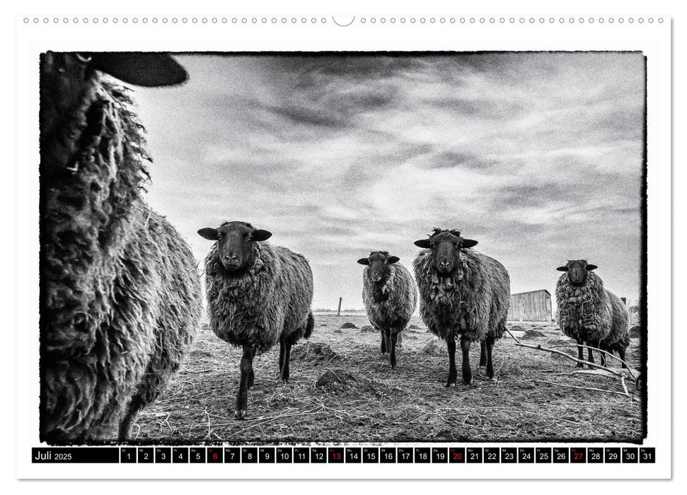 sheep world (CALVENDO Premium Wandkalender 2025)