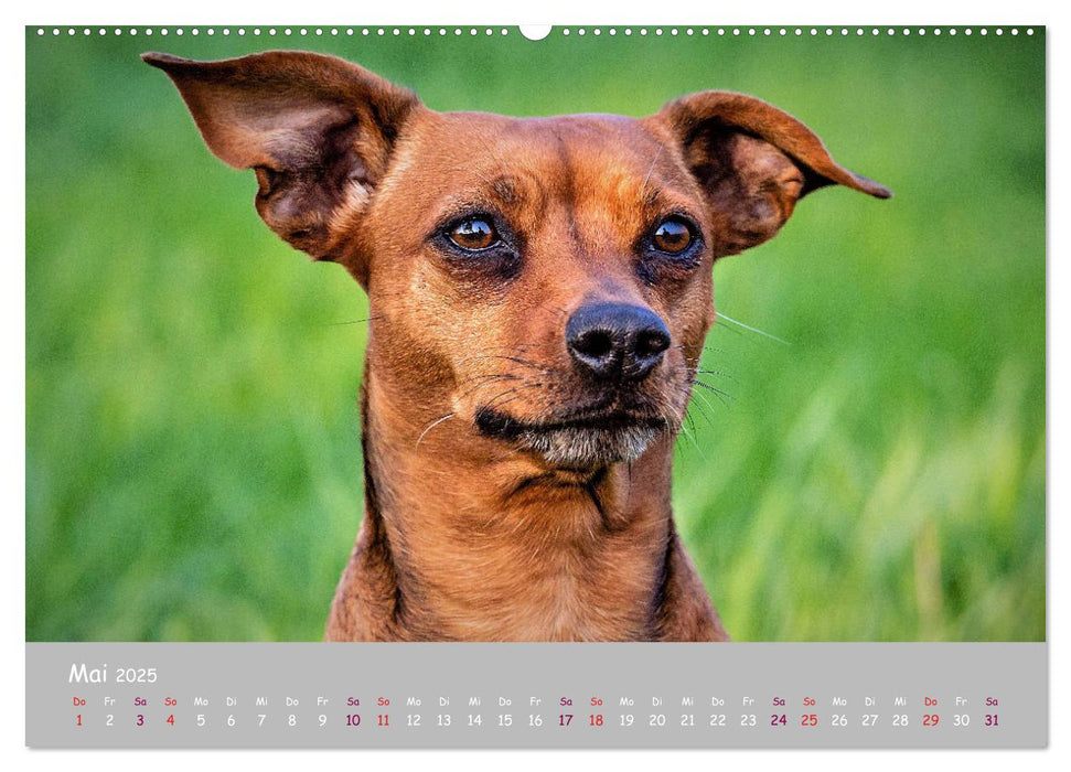 Dein Hund der treue Begleiter (CALVENDO Premium Wandkalender 2025)