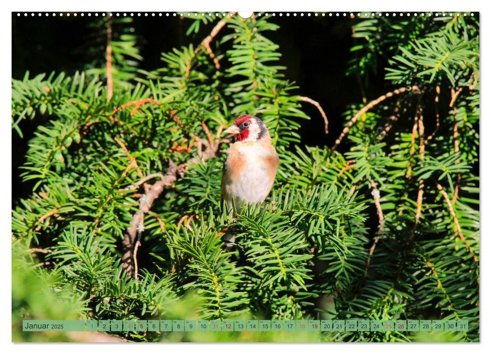 Distelfink (CALVENDO Premium Wandkalender 2025)