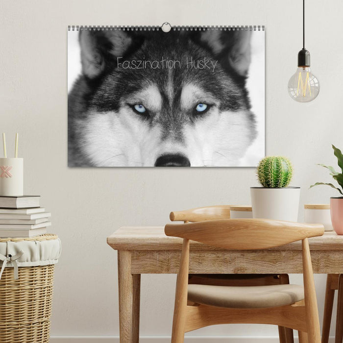 Faszination Husky (CALVENDO Wandkalender 2025)