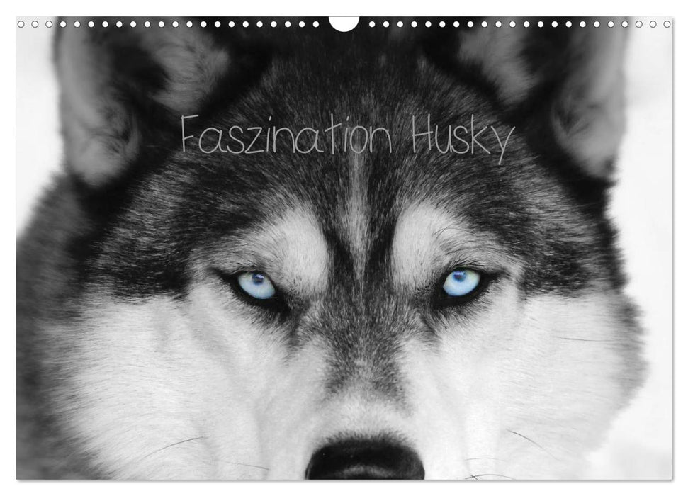 Faszination Husky (CALVENDO Wandkalender 2025)