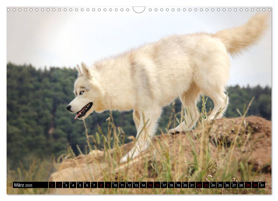 Faszination Husky (CALVENDO Wandkalender 2025)