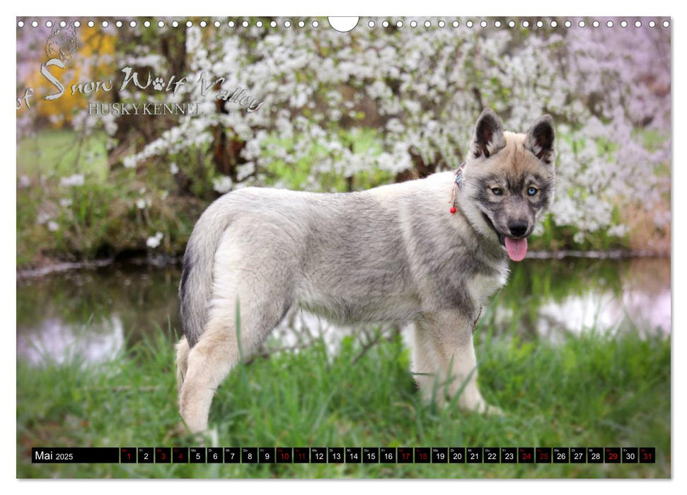 Faszination Husky (CALVENDO Wandkalender 2025)