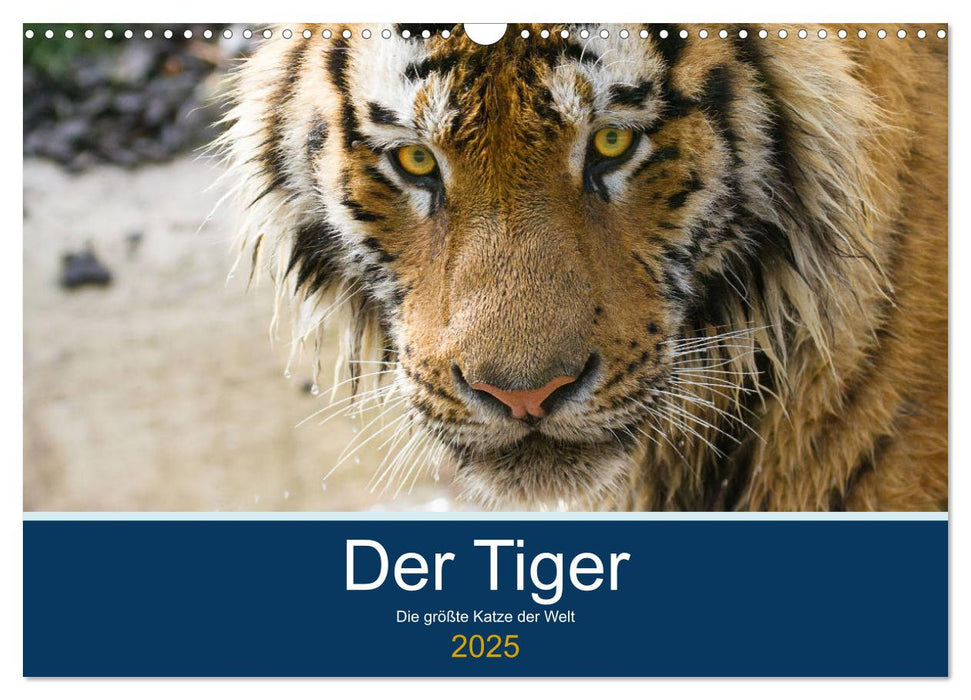 Der Tiger - die größte Katze der Welt (CALVENDO Wandkalender 2025)