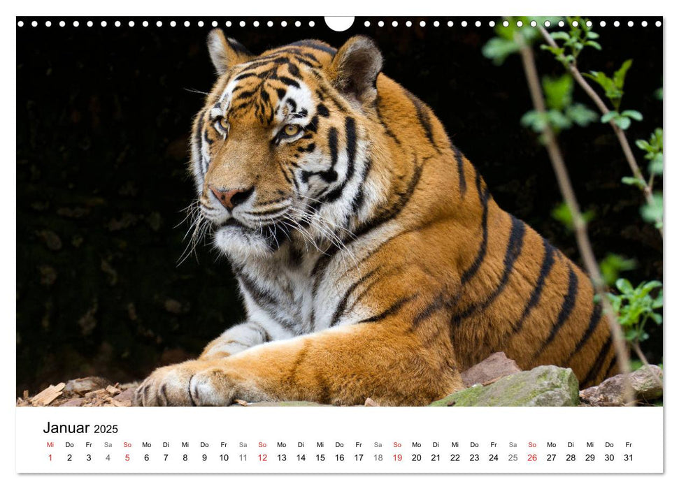 Der Tiger - die größte Katze der Welt (CALVENDO Wandkalender 2025)