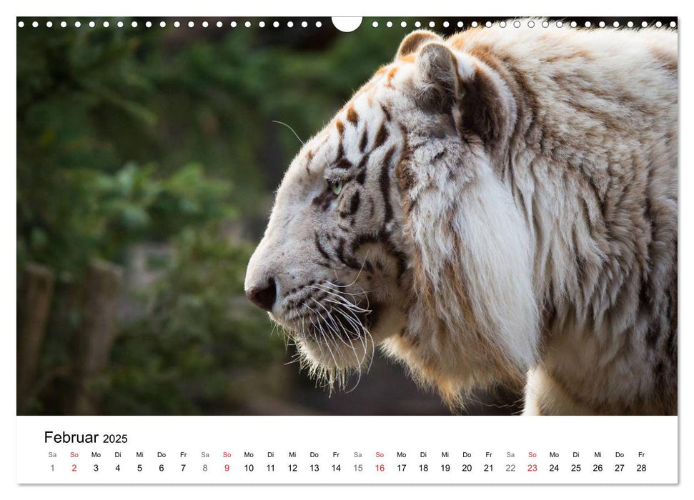 Der Tiger - die größte Katze der Welt (CALVENDO Wandkalender 2025)