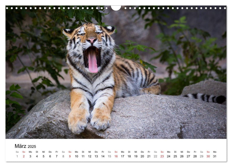 Der Tiger - die größte Katze der Welt (CALVENDO Wandkalender 2025)