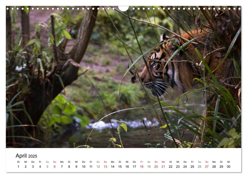 Der Tiger - die größte Katze der Welt (CALVENDO Wandkalender 2025)