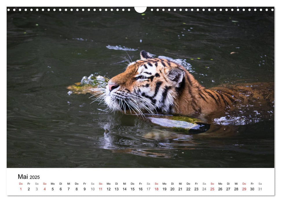 Der Tiger - die größte Katze der Welt (CALVENDO Wandkalender 2025)