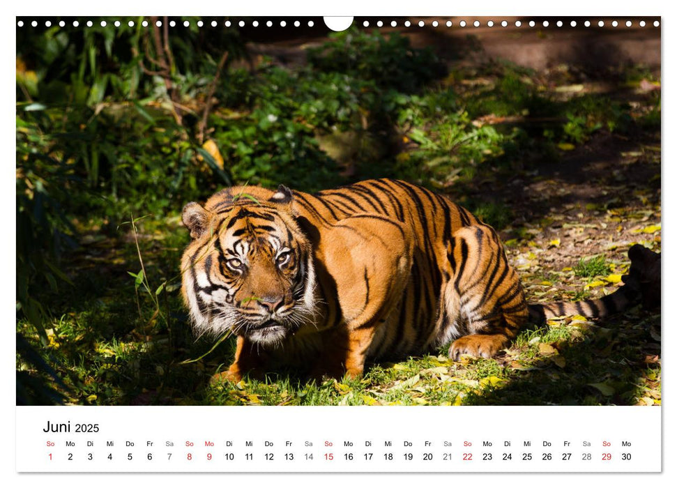 Der Tiger - die größte Katze der Welt (CALVENDO Wandkalender 2025)