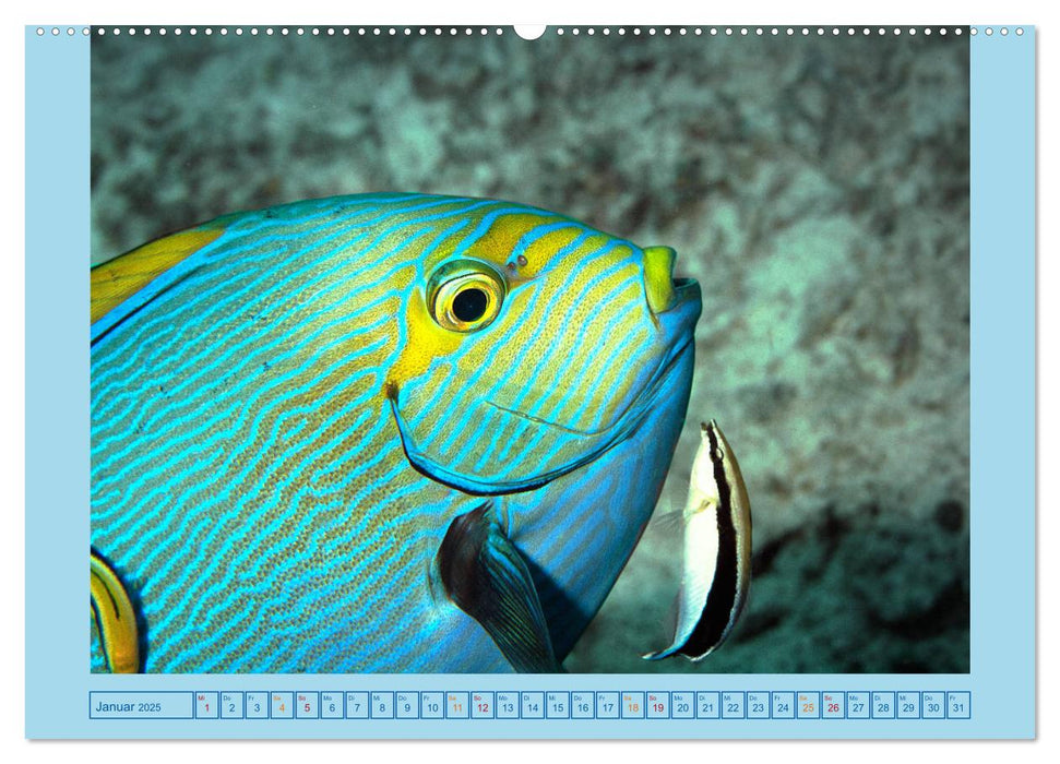 Portrait: Meeresfische (CALVENDO Wandkalender 2025)