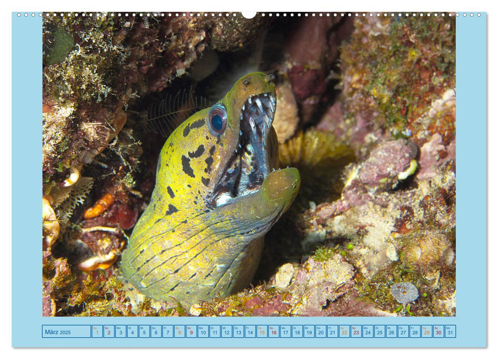 Portrait: Meeresfische (CALVENDO Wandkalender 2025)