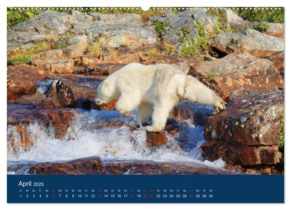 Das Leben der etwas "anderen" Eisbären! (CALVENDO Premium Wandkalender 2025)