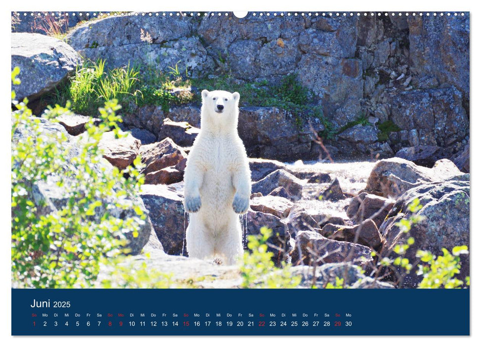 Das Leben der etwas "anderen" Eisbären! (CALVENDO Premium Wandkalender 2025)