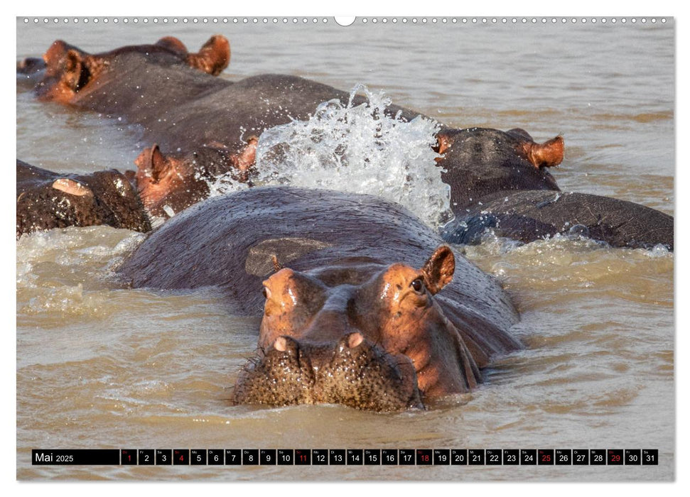 Hippos im südlichen Afrika (CALVENDO Premium Wandkalender 2025)