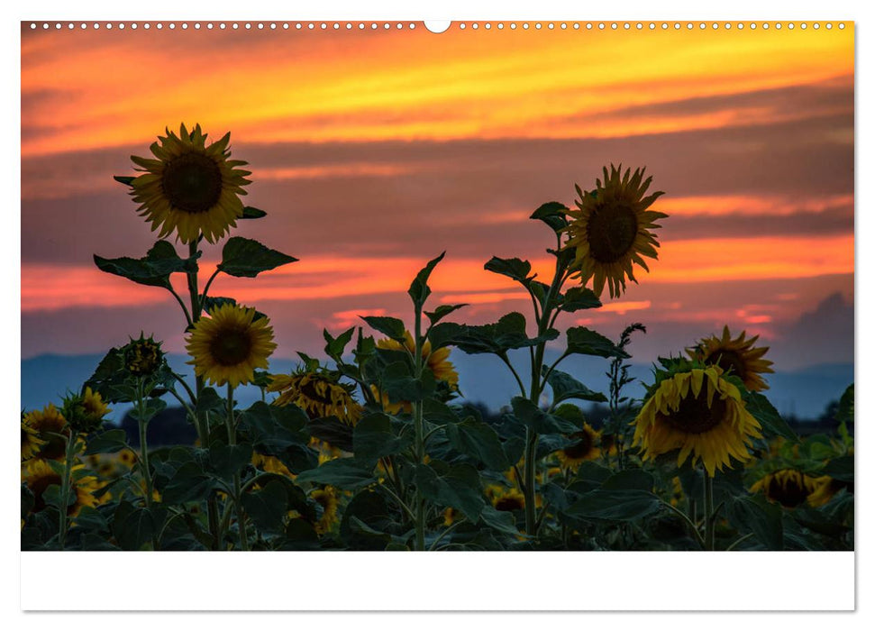 Blumen der Sonne (CALVENDO Wandkalender 2025)