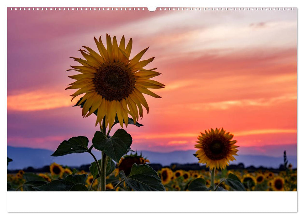 Blumen der Sonne (CALVENDO Wandkalender 2025)