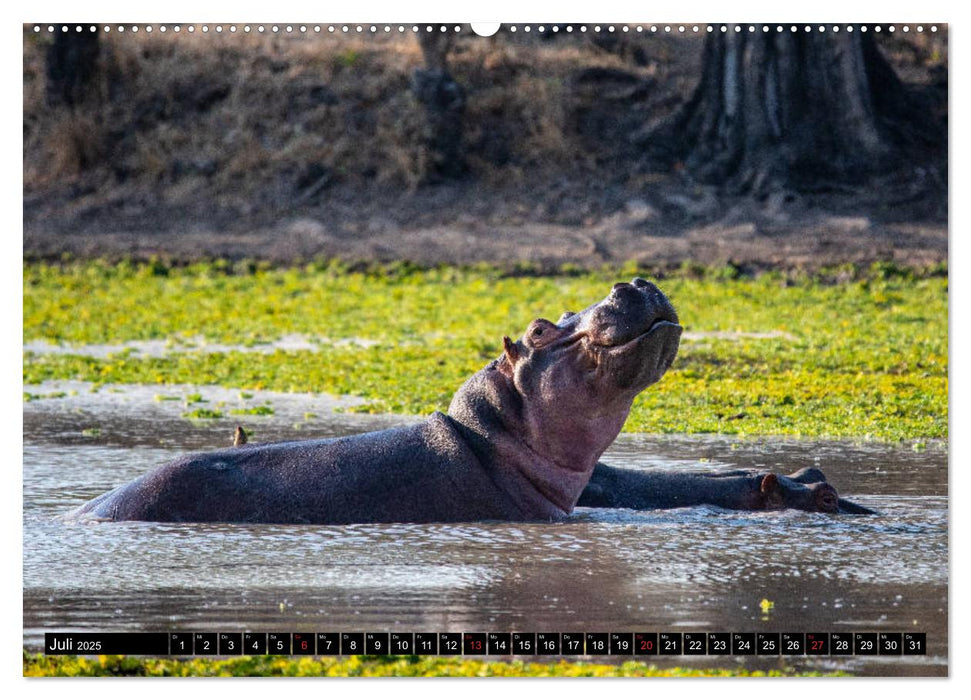 Sambia "Das wirkliche Afrika" (CALVENDO Premium Wandkalender 2025)