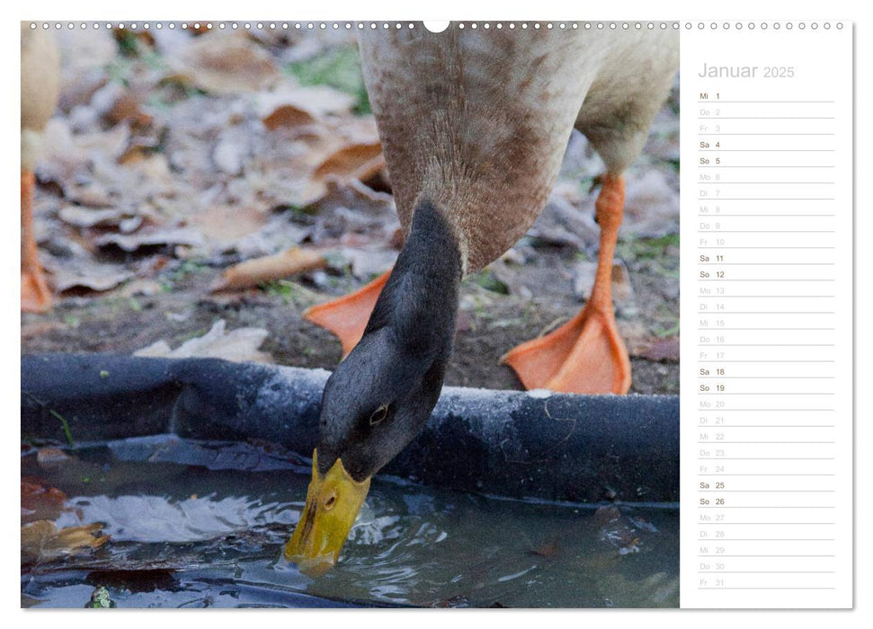 Laufenten - tierisch liebenswerte Zeitgenossen (CALVENDO Premium Wandkalender 2025)