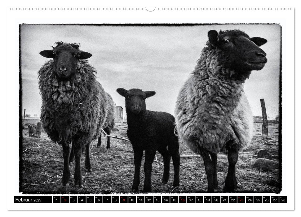 sheep world (CALVENDO Wandkalender 2025)