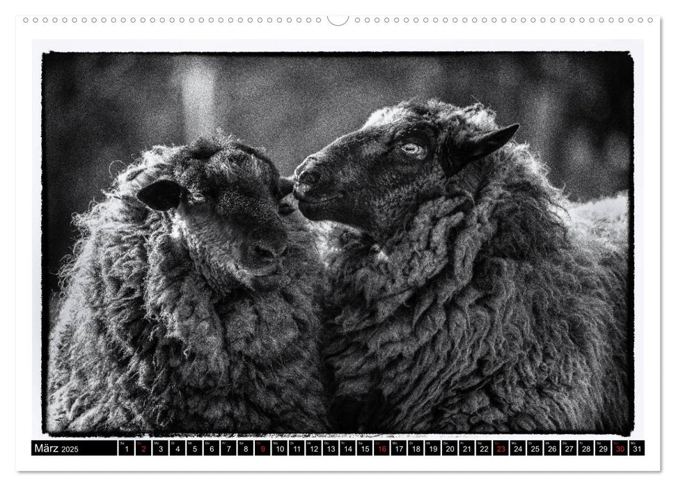 sheep world (CALVENDO Wandkalender 2025)