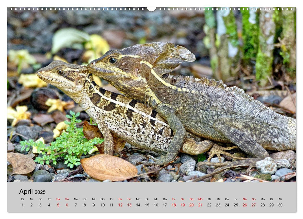 COSTA RICA - Tierische Momente (CALVENDO Premium Wandkalender 2025)