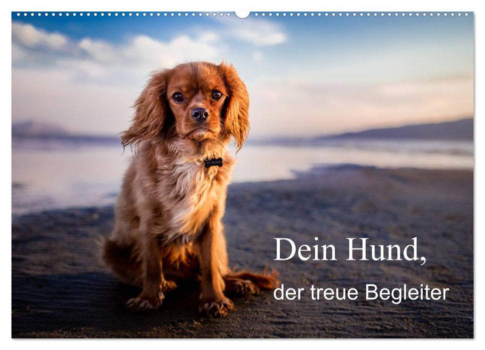 Dein Hund der treue Begleiter (CALVENDO Wandkalender 2025)