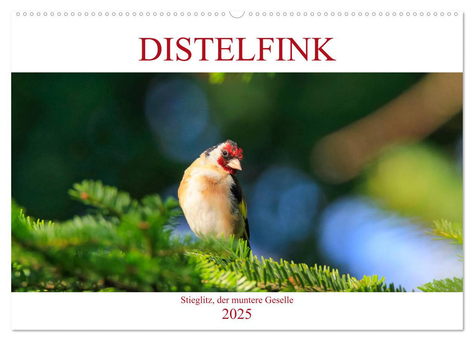 Distelfink (CALVENDO Wandkalender 2025)