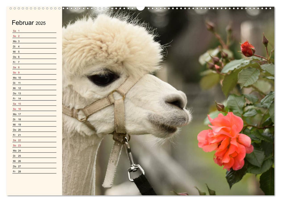 Alpakas im Blumenzauber (CALVENDO Premium Wandkalender 2025)