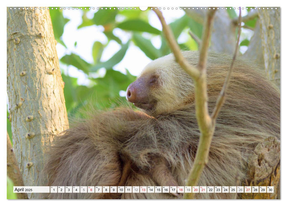 Hallo! Aufwachen! Kann bitte mal jemand das Faultier wecken? (CALVENDO Premium Wandkalender 2025)